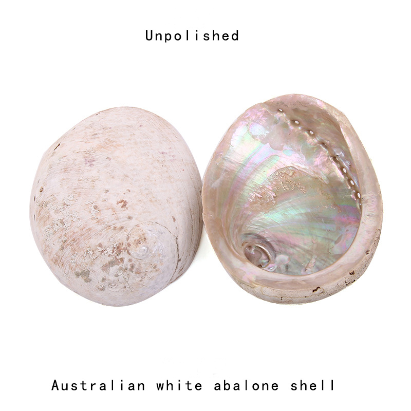 Натуральная ракушка морской ра – обзор и цена Jewelry Making New Zealand
